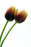 Tulips Stock Photo Tulips Stock Photo