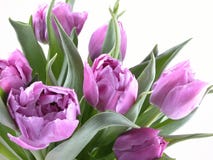 Tulips imagens de stock Tulips imagens de stock