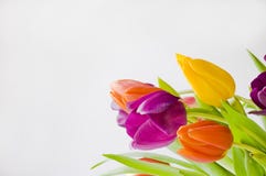 Tulips Royalty Free Stock Photography