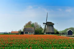Tulips And Windmill Royalty Free Stock Image