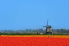 Tulips And Windmill Royalty Free Stock Images