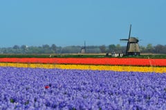 Tulips And Windmill Stock Image