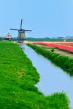 Tulips And Windmill Royalty Free Stock Photos