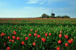 Tulips And Windmill Royalty Free Stock Photos