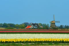 Tulips And Windmill Stock Photography