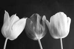 Tulips flowers in black and white