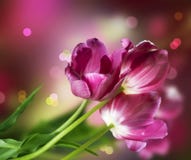 Tulips Flower Design Stock Images Tulips Flower Design Stock Images