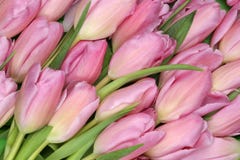 Tulips flowers background in spring or mothers day royalty free stock images Tulips flowers background in spring or mothers day royalty free stock images