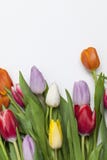 Tulips frescos no fundo branco Imagens de Stock