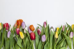 Tulips frescos no fundo branco Fotografia de Stock Royalty Free