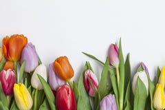 Tulips frescos no fundo branco Fotografia de Stock Royalty Free