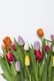 Tulips frescos no fundo branco Fotografia de Stock Royalty Free