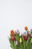 Tulips frescos no fundo branco Fotografia de Stock