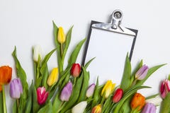 Tulips frescos no fundo branco Fotos de Stock Royalty Free