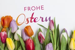 Tulips frescos no fundo branco Imagens de Stock