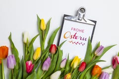 Tulips frescos no fundo branco Fotos de Stock Royalty Free