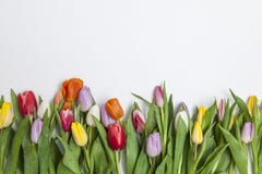Tulips frescos no fundo branco Fotografia de Stock