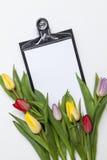 Tulips frescos no fundo branco Imagem de Stock Royalty Free