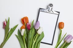 Tulips frescos no fundo branco Fotografia de Stock