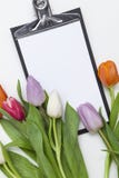 Tulips frescos no fundo branco Foto de Stock