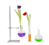 Tulips in glassware science stock photography Tulips in glassware science stock photography