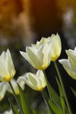 Tulips In Springtime Royalty Free Stock Photos Tulips In Springtime Royalty Free Stock Photos