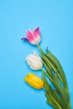 Tulips lying on a blue flatlay with a copy spac