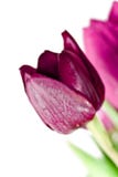 Tulips On White Background Stock Images