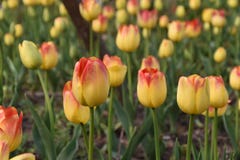 Tulips in Shanghai stock photo Tulips in Shanghai stock photo