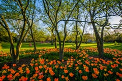 Tulips at Sherwood Gardens Park, in Guilford, Baltimore, Maryland royalty free stock image Tulips at Sherwood Gardens Park, in Guilford, Baltimore, Maryland royalty free stock image