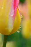 Tulips Water Droplet Reflection