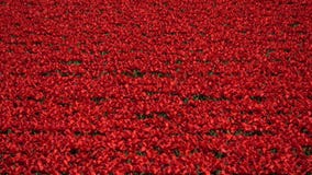 Tulipán Tulipán