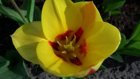Tulipán Tulipán