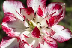 Tulipán rojo y blanco en la primavera en un fondo verde claro, imagen del primer imagenes de archivo Tulipán rojo y blanco en la primavera en un fondo verde claro, imagen del primer imagenes de archivo