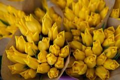 Tulp Mooi boeket van tulpen kleurrijke yelloetulpen tulpen in de lente, kleurrijke tulp Royalty-vrije Stock Afbeeldingen Tulp Mooi boeket van tulpen kleurrijke yelloetulpen tulpen in de lente, kleurrijke tulp Royalty-vrije Stock Afbeeldingen