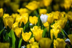 Tulp Mooi boeket van tulpen tulpen in de lente, kleurrijke tulp royalty-vrije stock afbeelding Tulp Mooi boeket van tulpen tulpen in de lente, kleurrijke tulp royalty-vrije stock afbeelding