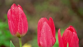 Tulpanblomma i regnet Tulpanblomma i regnet
