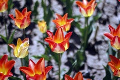 Tulpen, die Frühlingsblumen überraschen Orange Tulpenblumen der Liebe stockfotografie Tulpen, die Frühlingsblumen überraschen Orange Tulpenblumen der Liebe stockfotografie
