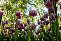 Tulpen in het Central Park van cultuur en recreatie in St. Petersburg stock fotografie Tulpen in het Central Park van cultuur en recreatie in St. Petersburg stock fotografie