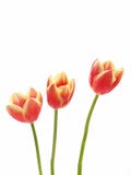 Tulpen - Tulipa gesneriana lizenzfreie stockbilder Tulpen - Tulipa gesneriana lizenzfreie stockbilder
