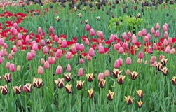 Tulpen von verschiedenen Farben im Stadtgarten lizenzfreies stockbild Tulpen von verschiedenen Farben im Stadtgarten lizenzfreies stockbild