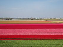 Tulpengebieden in bloei in Holland stock foto Tulpengebieden in bloei in Holland stock foto