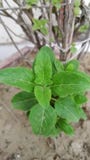 Tulsi Plant Leaf fotos de stock royalty free Tulsi Plant Leaf fotos de stock royalty free