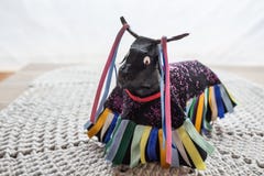 Tumnagel som göras av den brasilianska nordöstra traditionen & x22; Bumba Meu Boi& x22; - Brasiliansk folklore fotografering för bildbyråer Tumnagel som göras av den brasilianska nordöstra traditionen & x22; Bumba Meu Boi& x22; - Brasiliansk folklore fotografering för bildbyråer