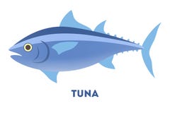 Tuna fish from the ocean or sea vector illustration Tuna fish from the ocean or sea vector illustration