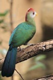 Turaco dalla cresta rossa fotografia stock libera da diritti Turaco dalla cresta rossa fotografia stock libera da diritti