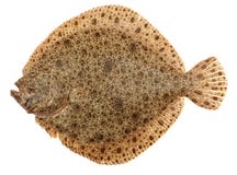 Turbot Fish Stock Image Turbot Fish Stock Image