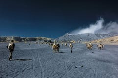 Turister som har gyckel på det Bromo berget arkivfoto Turister som har gyckel på det Bromo berget arkivfoto