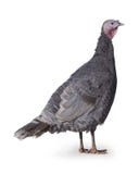 Turkey isolated on the white background gray, blue royalty free stock photos Turkey isolated on the white background gray, blue royalty free stock photos