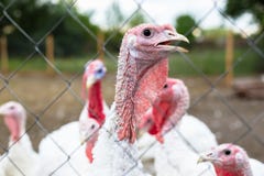 Turkey On A Farm , Breeding Turkeys. Royalty Free Stock Photo